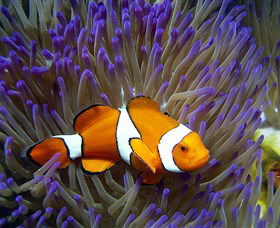 Reef HQ Aquarium - Surfers Paradise Gold Coast 0