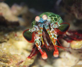 Reef HQ Aquarium - Surfers Paradise Gold Coast 3