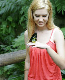 Australian Butterfly Sanctuary - Surfers Paradise Gold Coast 1