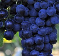 De Bortoli Wines Bilbul - Surfers Paradise Gold Coast