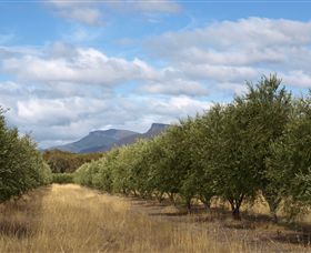 Red Rock Olives - Surfers Paradise Gold Coast 1