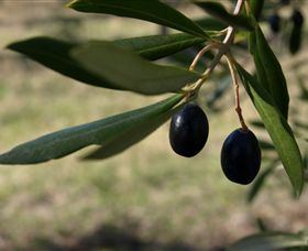 Red Rock Olives - Surfers Paradise Gold Coast 0