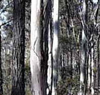 Kooyoora State Park - Surfers Paradise Gold Coast