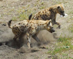Altina Wildlife Park - Surfers Paradise Gold Coast 0
