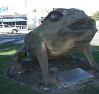 Big Cane Toad - Surfers Paradise Gold Coast