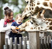 Taronga Western Plains Zoo Dubbo - Surfers Paradise Gold Coast