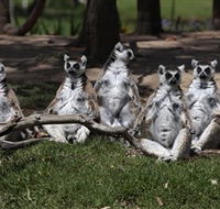 Savannah Visitor Plaza Taronga Western Plains Zoo Dubbo - Surfers Paradise Gold Coast