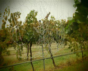 Red Earth Estate Vineyard - Surfers Paradise Gold Coast 8