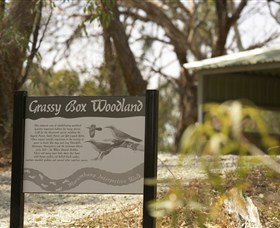 Kindra Forest - Surfers Paradise Gold Coast 0