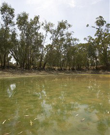 Kindra Forest - Surfers Paradise Gold Coast 1