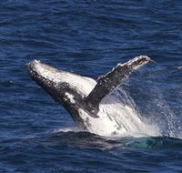 Whale Watching on Keswick Island - Surfers Paradise Gold Coast