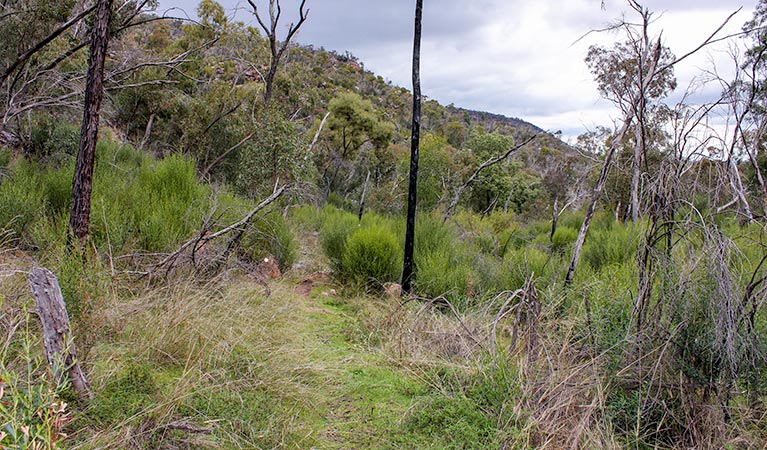 Piney Range NSW Surfers Paradise Gold Coast