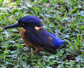 Mount Arthur Reserve - Surfers Paradise Gold Coast 1