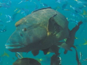 Fairey Reef - Surfers Paradise Gold Coast 0