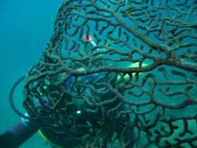 Fairey Reef - Surfers Paradise Gold Coast 3