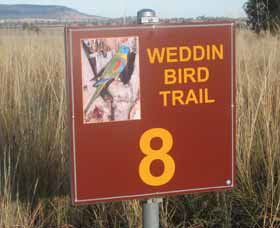 Weddin Bird Trails - Surfers Paradise Gold Coast 0