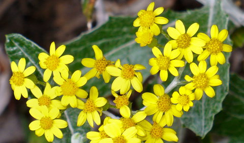 The Rock Nature Reserve - Kengal Aboriginal Place - Surfers Paradise Gold Coast 1