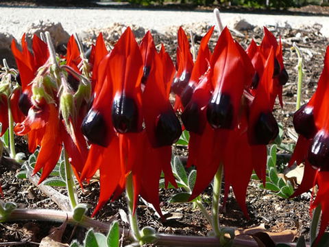Australian Inland Botanic Gardens - Surfers Paradise Gold Coast 1