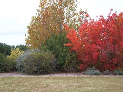 Australian Inland Botanic Gardens - Surfers Paradise Gold Coast 2