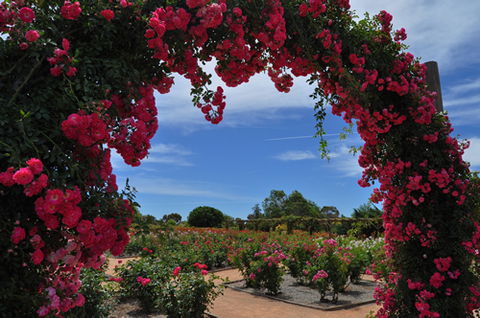 Australian Inland Botanic Gardens - Surfers Paradise Gold Coast 3
