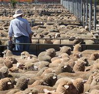 Livestock Marketing Centre - Surfers Paradise Gold Coast