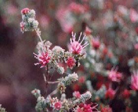 Burrendong Botanic Garden And Arboretum - Surfers Paradise Gold Coast 1