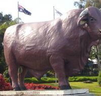 Rockhampton Bull Statues - Surfers Paradise Gold Coast