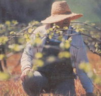 Canobolas Smith Winery - Surfers Paradise Gold Coast