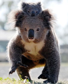 Koalas In Gunnedah - Surfers Paradise Gold Coast 0