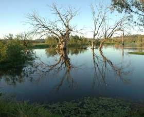 Wonga Wetlands - Surfers Paradise Gold Coast 4