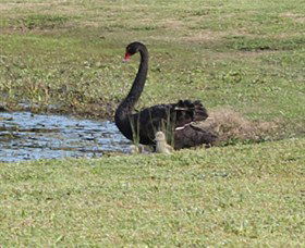 Wonga Wetlands - Surfers Paradise Gold Coast 6