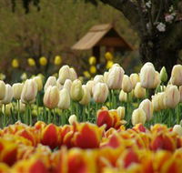Tulip Top Gardens - Surfers Paradise Gold Coast