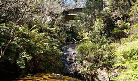 Leura Cascades Fern Bower - Surfers Paradise Gold Coast 3