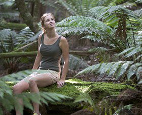 Barrington Tops National Park - Honeysuckle Forest Track - Surfers Paradise Gold Coast 0