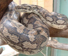 Armadale Reptile Centre - Surfers Paradise Gold Coast 0