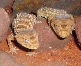 Armadale Reptile Centre - Surfers Paradise Gold Coast 1
