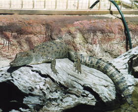 Armadale Reptile Centre - Surfers Paradise Gold Coast 2