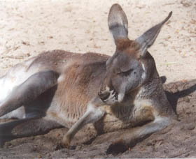 Armadale Reptile Centre - Surfers Paradise Gold Coast 3