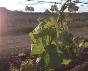 Drayton's Family Wines - Surfers Paradise Gold Coast 1