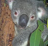 Hunter Valley Zoo - Surfers Paradise Gold Coast