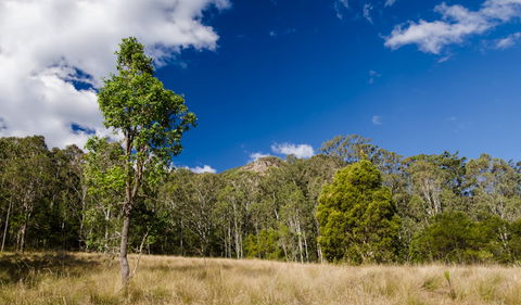 Brush Turkey Track - Surfers Paradise Gold Coast 0