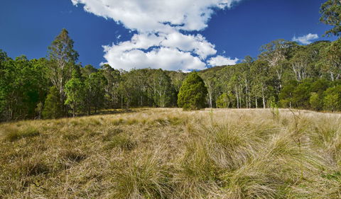 Brush Turkey Track - Surfers Paradise Gold Coast 1
