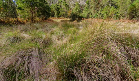 Brush Turkey Track - Surfers Paradise Gold Coast 2