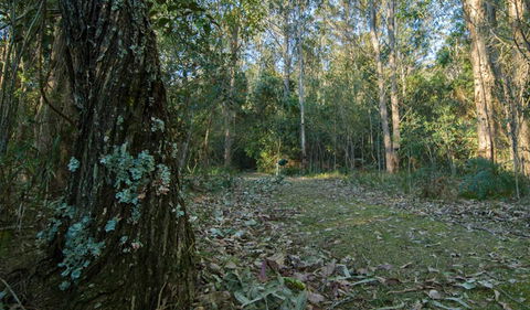 Brush Turkey Track - Surfers Paradise Gold Coast 3