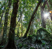Copeland Tops State Conservation Area - Surfers Paradise Gold Coast