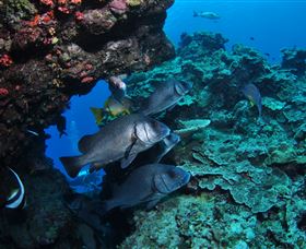 Maori Wrasse Bommie Dive Site - Surfers Paradise Gold Coast 1