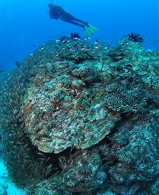 Maori Wrasse Bommie Dive Site - Surfers Paradise Gold Coast 2