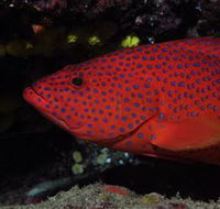 Maori Wrasse Bommie Dive Site - Surfers Paradise Gold Coast