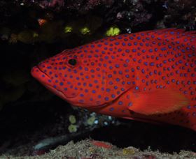 Maori Wrasse Bommie Dive Site - Surfers Paradise Gold Coast 0