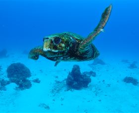 Maori Wrasse Bommie Dive Site - Surfers Paradise Gold Coast 3